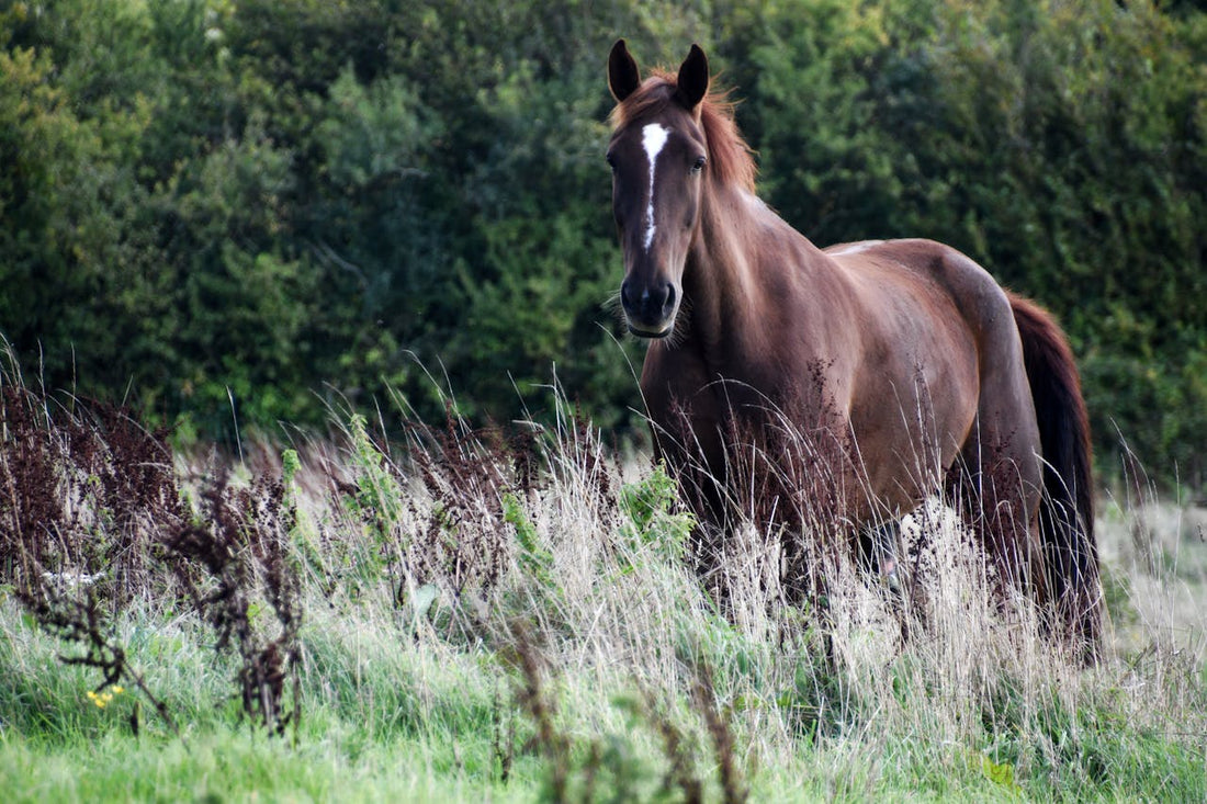 Idee Regalo per Chi Ama i Cavalli: Gioielli Equestri in Bronzo Che Durano una Vita